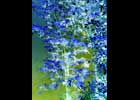 Accacia - Fullscreen gallery