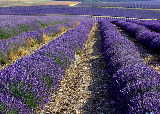 Provence