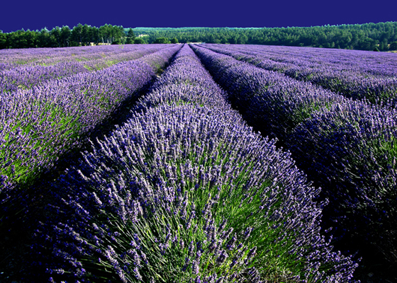 Provence