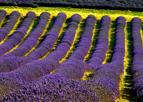 Provence