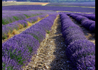 Provence - Afficher en plein ecran